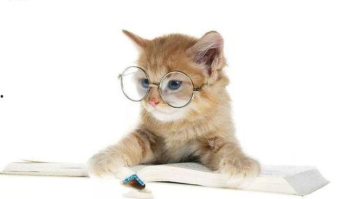 娱乐吃瓜酱猫糊糊,揭秘“酱猫糊糊”背后的故事