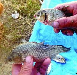 娱乐吃瓜酱放生鱼,一场爱心与自然的和谐交响