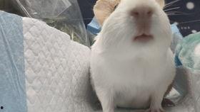 娱乐吃瓜七七折耳猫,娱乐吃瓜界的神秘力量