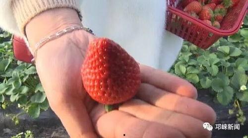 娱乐吃瓜酱草莓视频