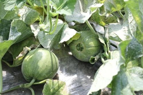 m718娱乐吃瓜,一场吃瓜盛宴背后的娱乐风云